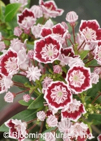 Kalmia latifolia 'Minuet'                         